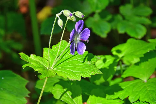 Oroszország Vlagyivosztok Shkot Sziget Növényvilága Geranium Rét Lat Geranium Pratense — Stock Fotó