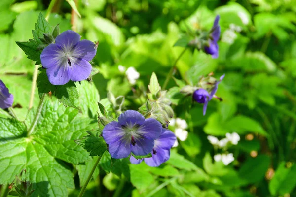 Russland Wladiwostok Flora Der Insel Shkot Geranienwiese Lat Geranienpracht — Stockfoto