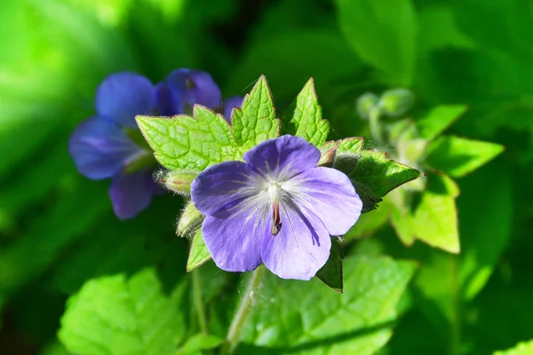 Russia Vladivostok Flora Island Shkot Geranium Meadow Lat Geranium Pratense — Stock Photo, Image