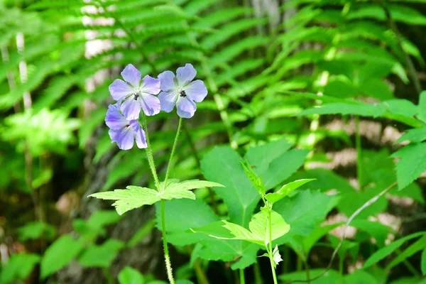 Russia Vladivostok Flora Island Shkot Geranium Meadow Lat Geranium Pratense — Stock Photo, Image