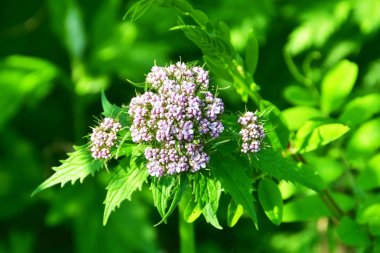 Rusya, Vladivostok, Shkot adasının florası. Valeriana, (Valeriana alternifolia)