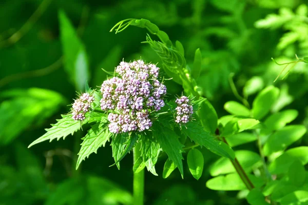 俄罗斯 符拉迪沃斯托克 什科特岛的植物群 瓦莱里亚纳 瓦莱里亚纳 阿内尼福利亚 — 图库照片