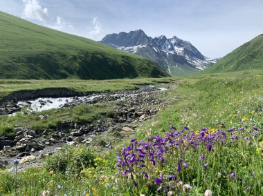 Rusya, Kuzey Osetya. Yaz aylarında dağ nehri Zrug kıyısında çiçek çeşitliliği