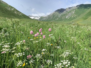 Yılan kökü knotgrass, kediotu ve yaz aylarında Zrug Gorge diğer çiçekler. Rusya, Kuzey Osetya, Orta Kafkasya