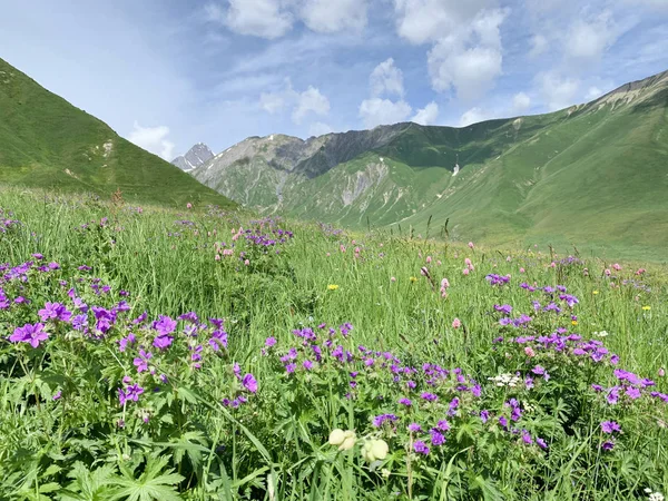 Russia North Ossetia Flowering Geranium Geranium Gymnocaulon Zrug Gorge June — Stock Photo, Image