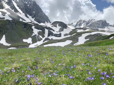 Rusya, Kuzey Osetya. Çiçekli Collina çan (Campanula collina Sims) Zgur geçit