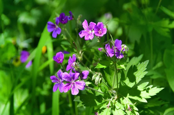 Russia North Ossetia Flowering Geranium Geranium Gymnocaulon Tsey Gorge Summer — Stock Photo, Image