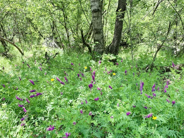 Russie Ossétie Nord Gorge Tsey Dans Journée Ensoleillée Juin Forêt — Photo