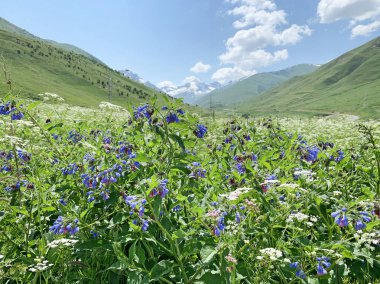 Mamison Geçidi'nde yaz. Rusya, Kuzey Osetya - Alania