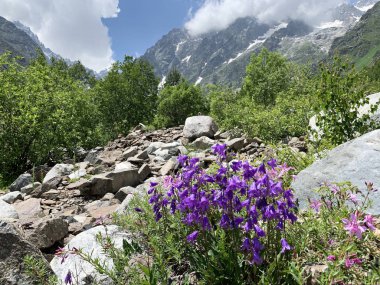 Rusya, Kuzey Osetya. Yaz günü Tsey geçit mor Campanula çiçekler