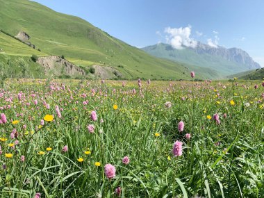 Rusya, Kuzey Osetya. Güneşli bir günde yaz aylarında Midagrabin vadisi
