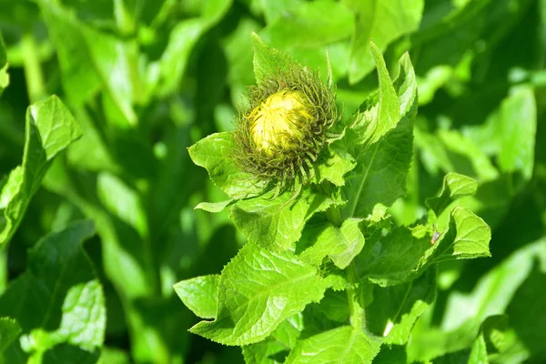 Russia, North Ossetia - Alania. Flora of the Zrug gorge. Elecampane (Inula (family Asteraceae))