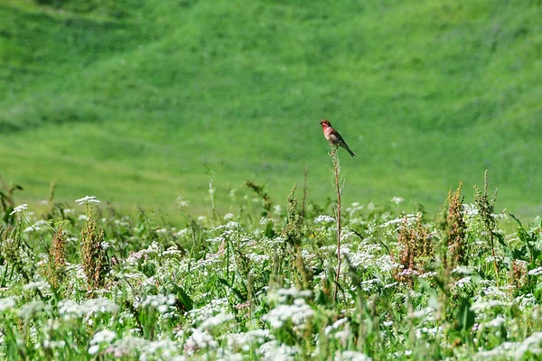 Male Bird Carpodacus Erythrinus North Ossetia Alania — Stock Photo, Image