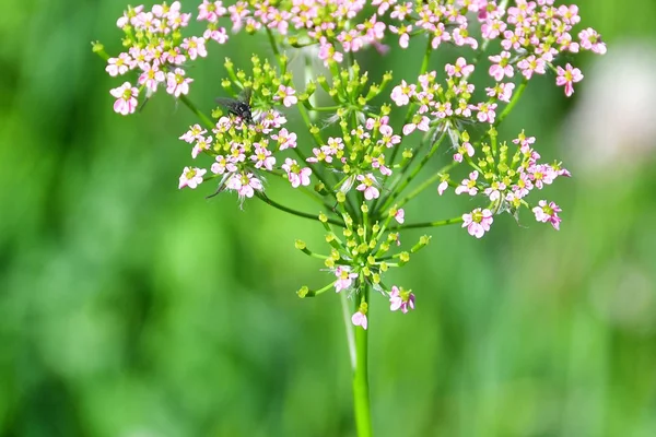 Rusko Severní Osetie Alania Flora Zrug Soutěsky Moucha Sedí Růžových — Stock fotografie