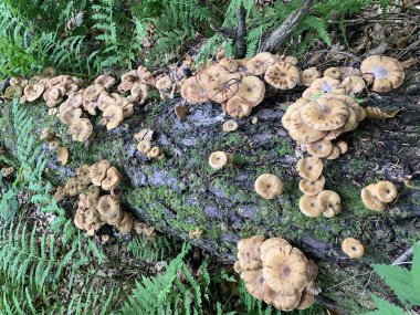 Abhazya ormanında bir ağaç gövdesi üzerinde bal agaric mantar