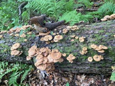 Abhazya ormanında bir ağaç gövdesi üzerinde bal agaric mantar