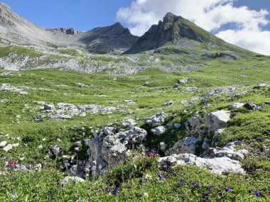 Yaz günlerinde Abhazya, yayla Arabica ve dağ Arabica