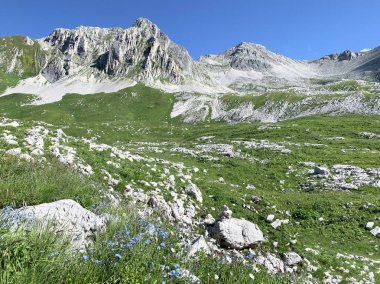 Yaz günlerinde Abhazya, yayla Arabica ve dağ Arabica