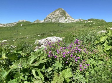 Abhazya'da Arabika platosunda çiçekli sardunya çayırı (lat. Sardunya çayırı)