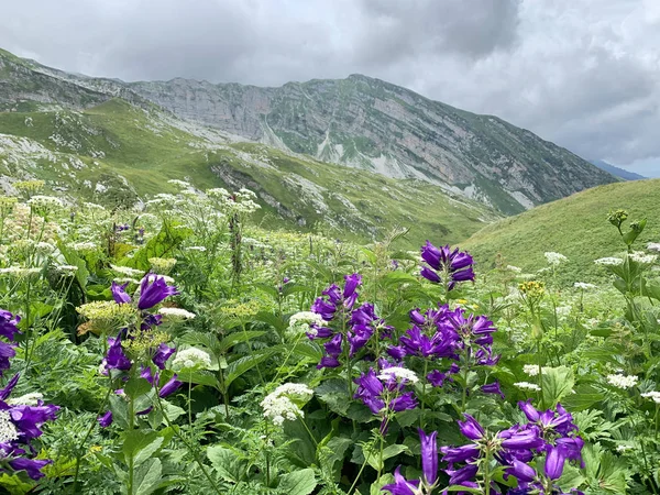 Abchasien Arabica Hochebene Einem Nebligen Sommermorgen Blühende Tiefglockige Blumen — Stockfoto