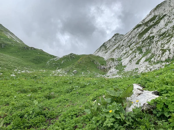 Abchazja Arabica Plateau Latem Deszczowe Dni — Zdjęcie stockowe