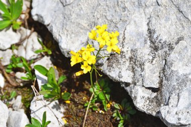 Draba hispida Willd. (familya Brassicaceae) Abhazya dağlarında