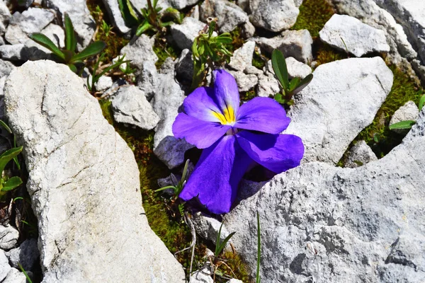 Flower Altai Violets Viola Altaica Plateau Arabika Abkhazia — Stock Photo, Image