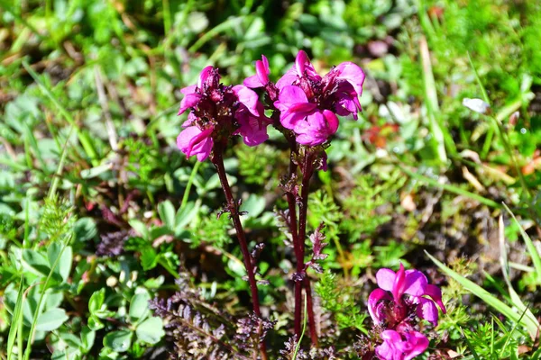Pedicularis Crassirostris Bunge Family Scrophulariaceae Mountains Abkhazia — Stock Photo, Image