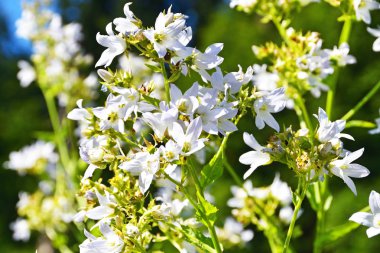 Abhazya dağlarında Campanula lactiflora