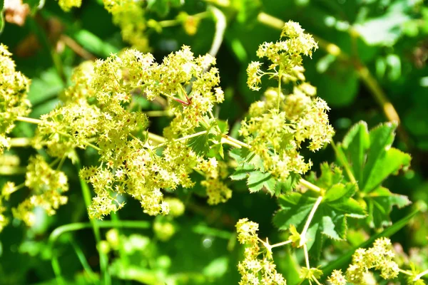 Alchemilla Vulgaris Горах Абхазии — стоковое фото