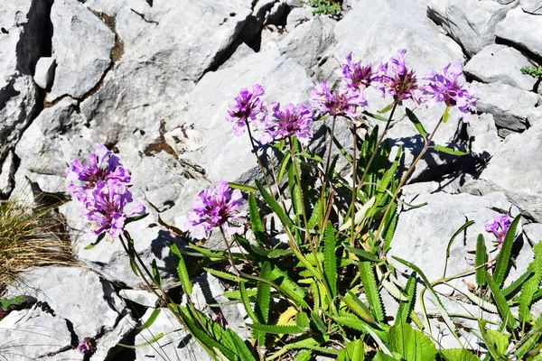 Beautiful Pink Flowers Mountain Pshegishkha Abkhazia — Stock Photo, Image