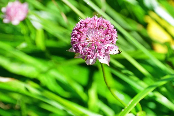 Astrantia Maxima Pall Familia Apiaceae Las Montañas Abjasia —  Fotos de Stock