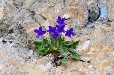 Campanula albovii Kolak. (Familya Campanulaceae) Abhazya dağlarında