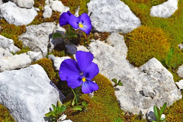 Blume Altai Veilchen Viola Altaica Auf Dem Plateau Arabika Abchasien — Stockfoto