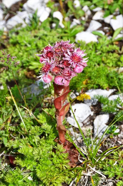 Sempervivum Caucasicum Rupr Boiss Family Crassulaceae Mountains Abkhazia — Stock Photo, Image