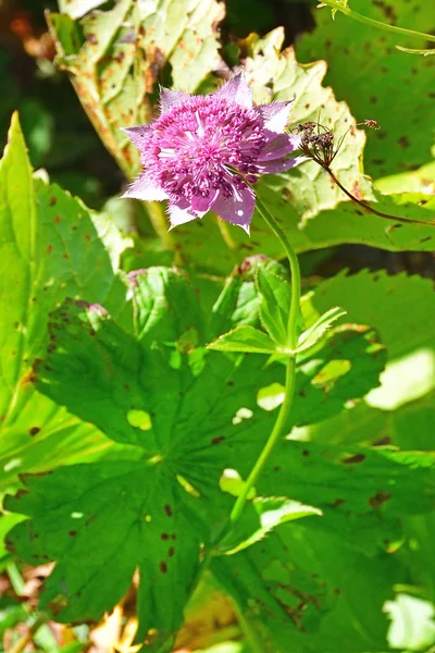 Astrantia Maxima Pall Apiaceae Család Abházia Hegyekben — Stock Fotó