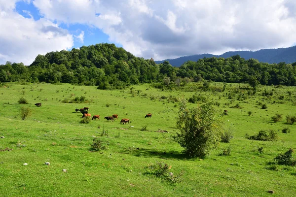 Cows Grazing Foothills Abkhazia Summer Sunny Day — Stock Photo, Image