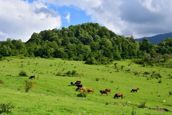 Mucche Pascolo Piedi Dell Abcasia Estate Nelle Giornate Sole — Foto Stock