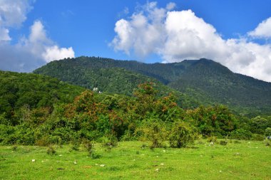 Güneşli bir günde yaz aylarında Abhazya'nın eteklerinde
