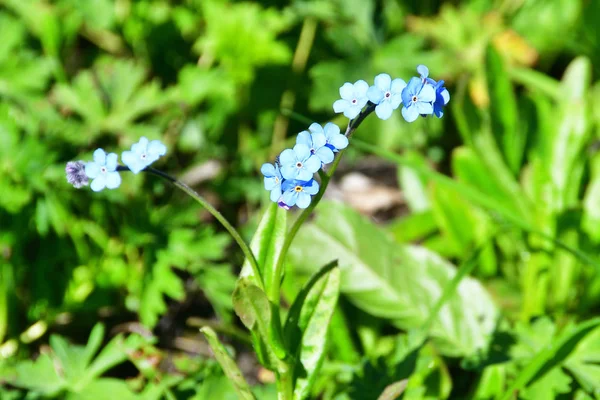Myosotis Blüten Den Bergen Von Abchasien — Stockfoto
