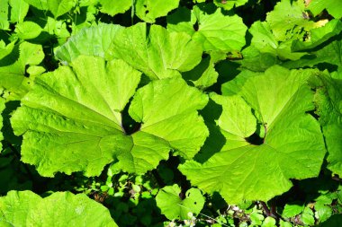 Abhazya. Burdock, Gega Nehri'nin kıyısından ayrılıyor.