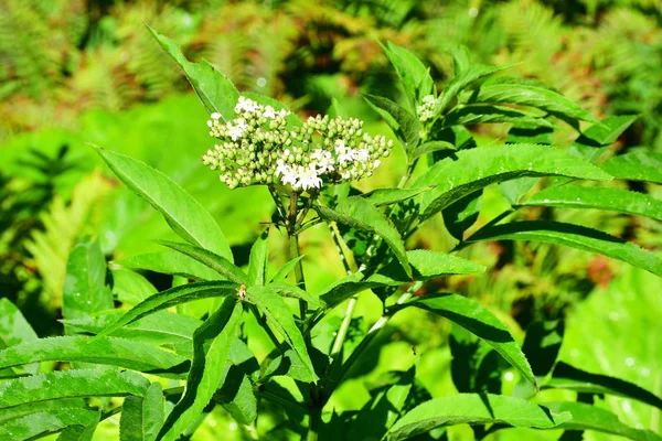 Inflorescences Black Elderberry Mountains Abkhazia — Stock Photo, Image