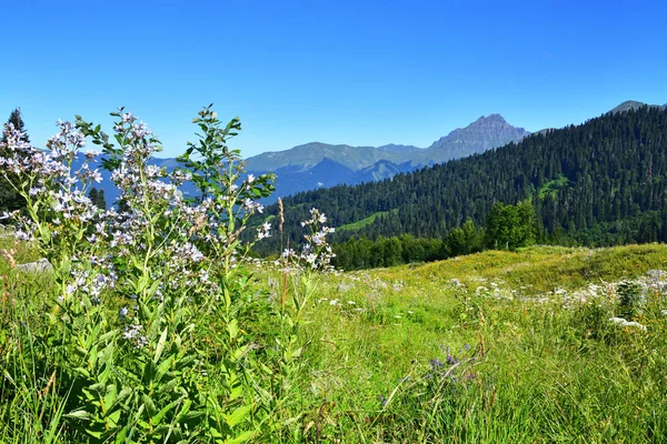 Campanula Lactiflora Nelle Montagne Dell Abkhazia — Foto Stock