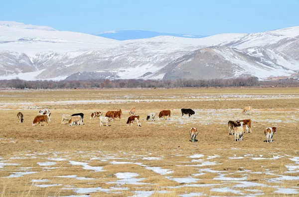 俄罗斯 贝加尔湖 奶牛在安加河流域吃草 — 图库照片