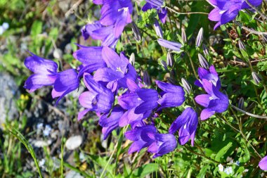 Rusya, Kuzey Osetya. Haziran 'da Midagrabindon geçidinde mor Campanulas