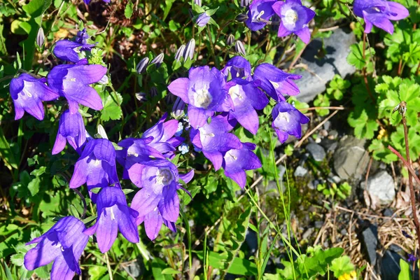 Russia North Ossetia Purple Campanulas Midagrabindon Gorge June — Stock Photo, Image