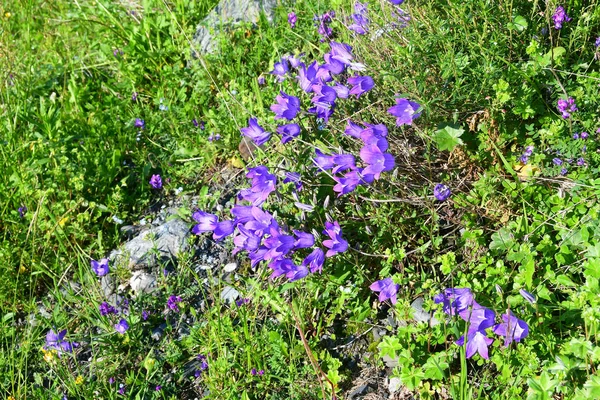 Russie Ossétie Nord Campanules Violettes Dans Gorge Midagrabindon Juin — Photo