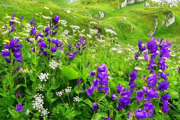 Abkhazie Plateau Arabica Été Floraison Fleurs Fleurs Profondes — Photo