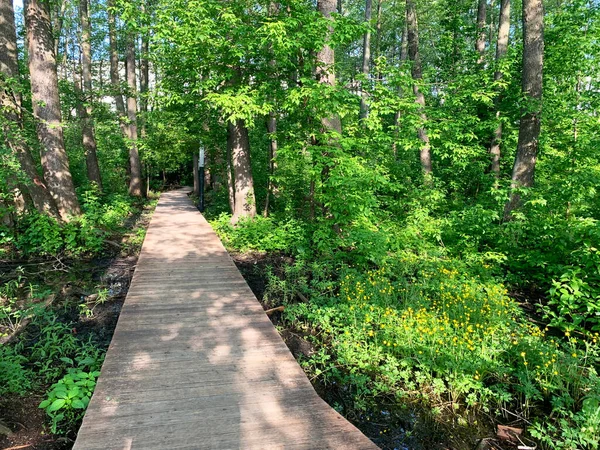 Moskova Bölgesi Balashikha Şehri Pekhorka Nehri Kıyısındaki Park Bölgesi Solnechnaya — Stok fotoğraf