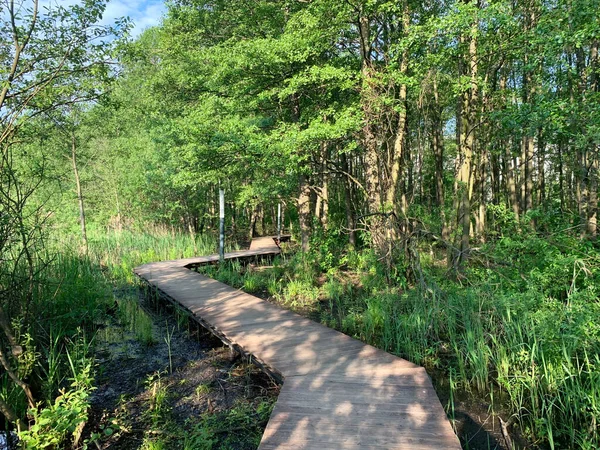 Moskova Bölgesi Balashikha Şehri Yaz Günü Pekhorka Nehri Kıyısında Park — Stok fotoğraf